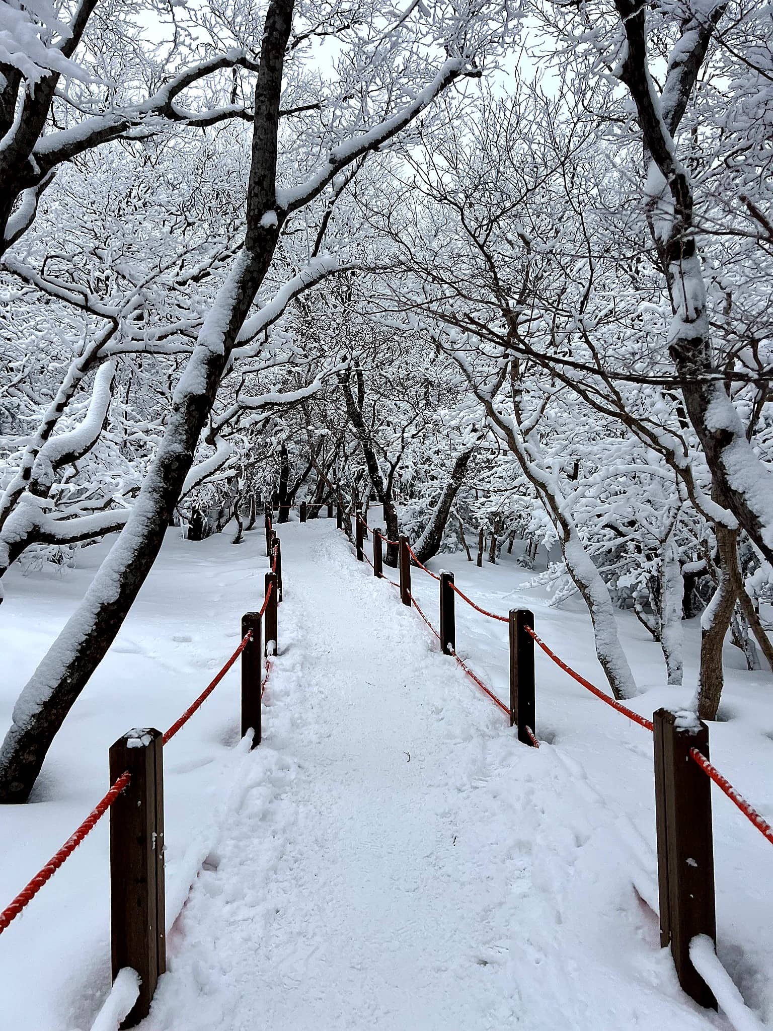 Snow-covered trail through the forest at Eoseungsaengak