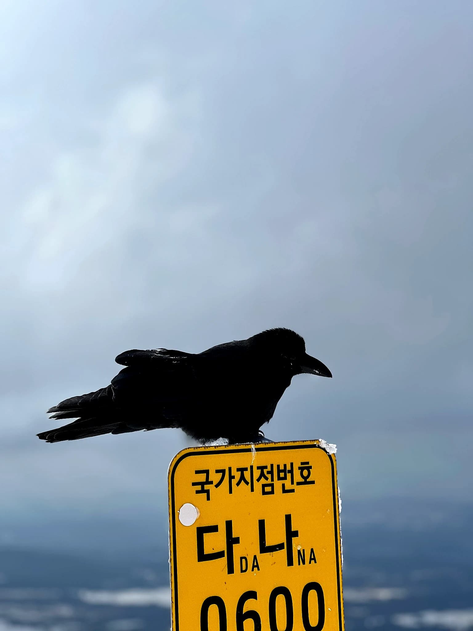 A black raven resting on a snow-covered location marker near Eoseungsaengak