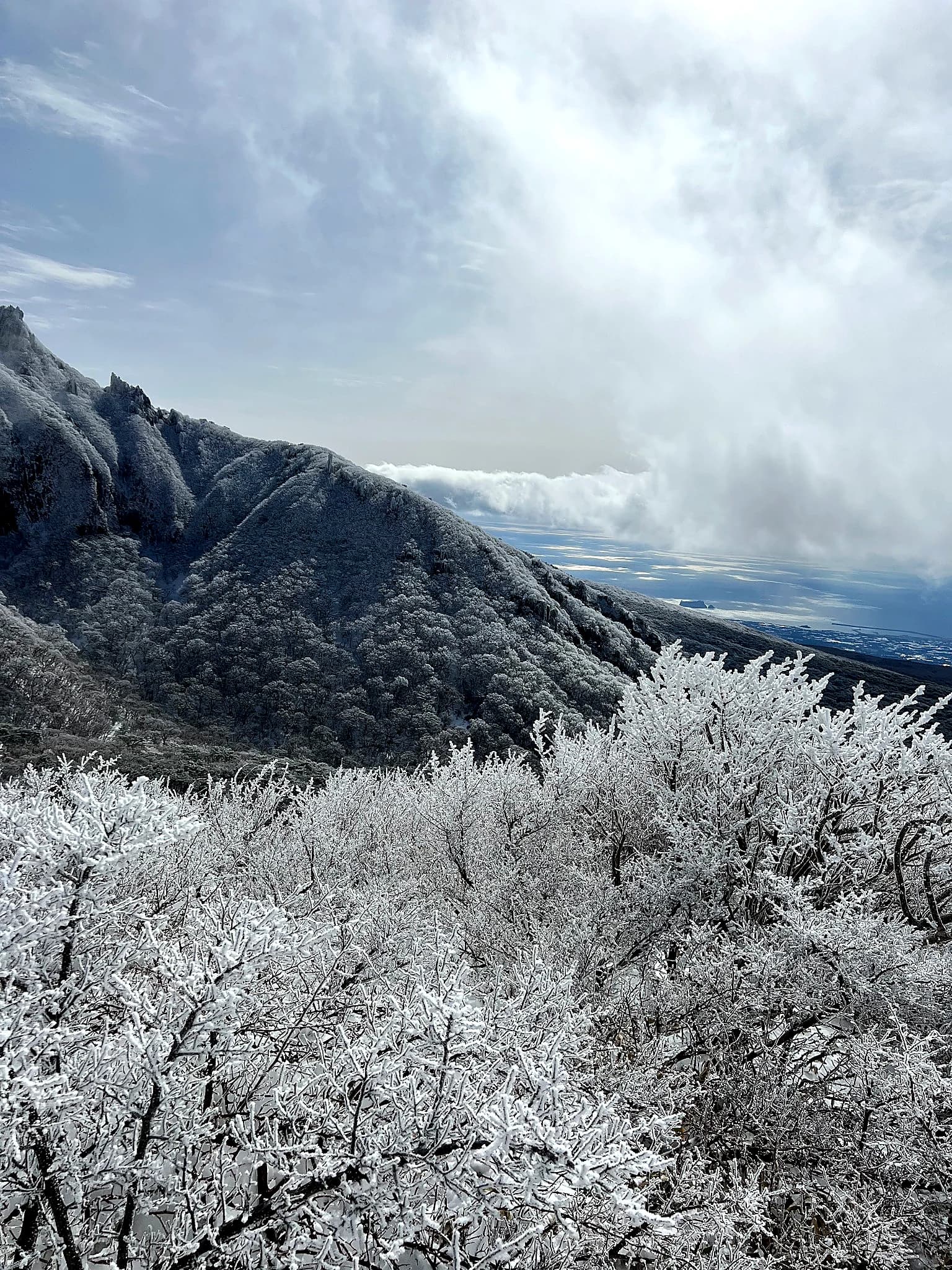 Frost-covered trees overlooking winter ridges and the distant sea of Jeju