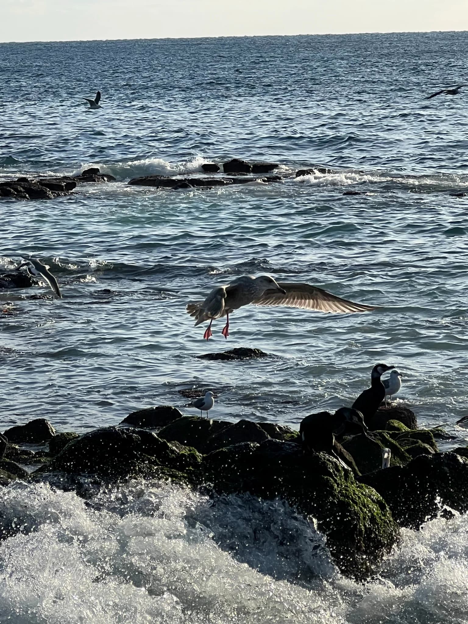 Seabirds resting on black volcanic rocks as waves break along the coast