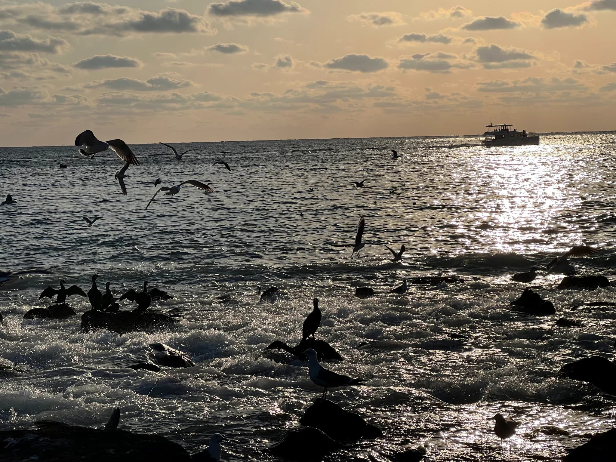 Seabirds crossing sunlit water off Yeongnak-ri Breakwater