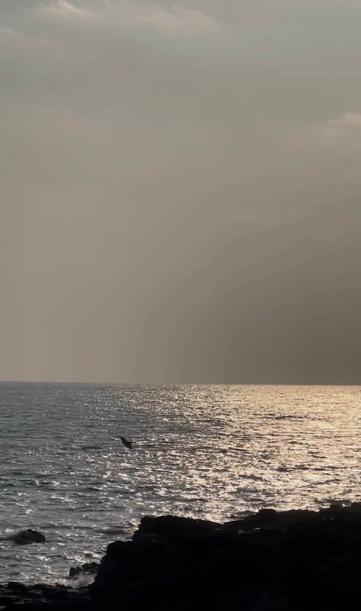 A dorsal fin appearing above the water near the volcanic coastline