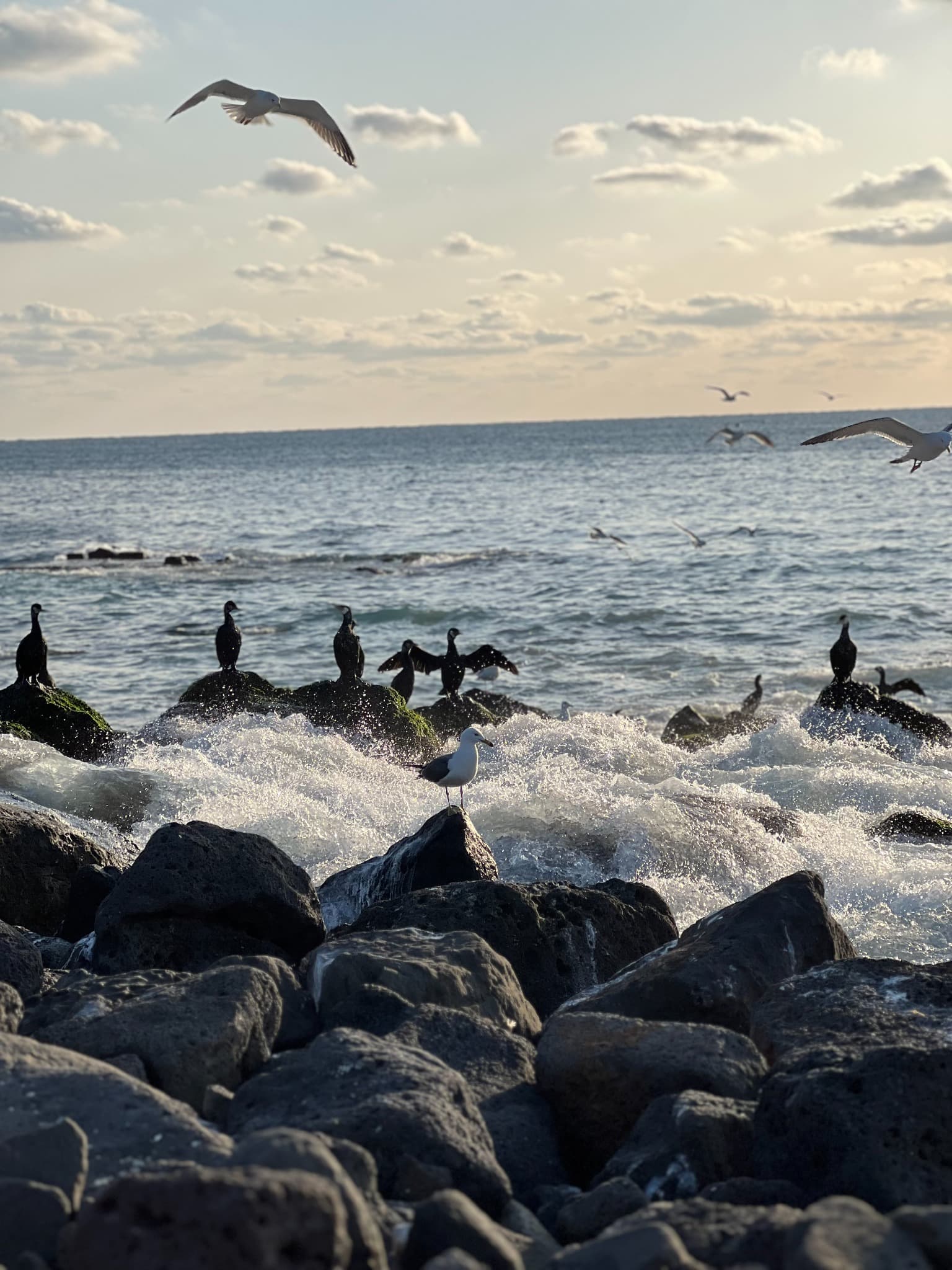 Seabirds flying over waves and black rocks on the Jeju coast