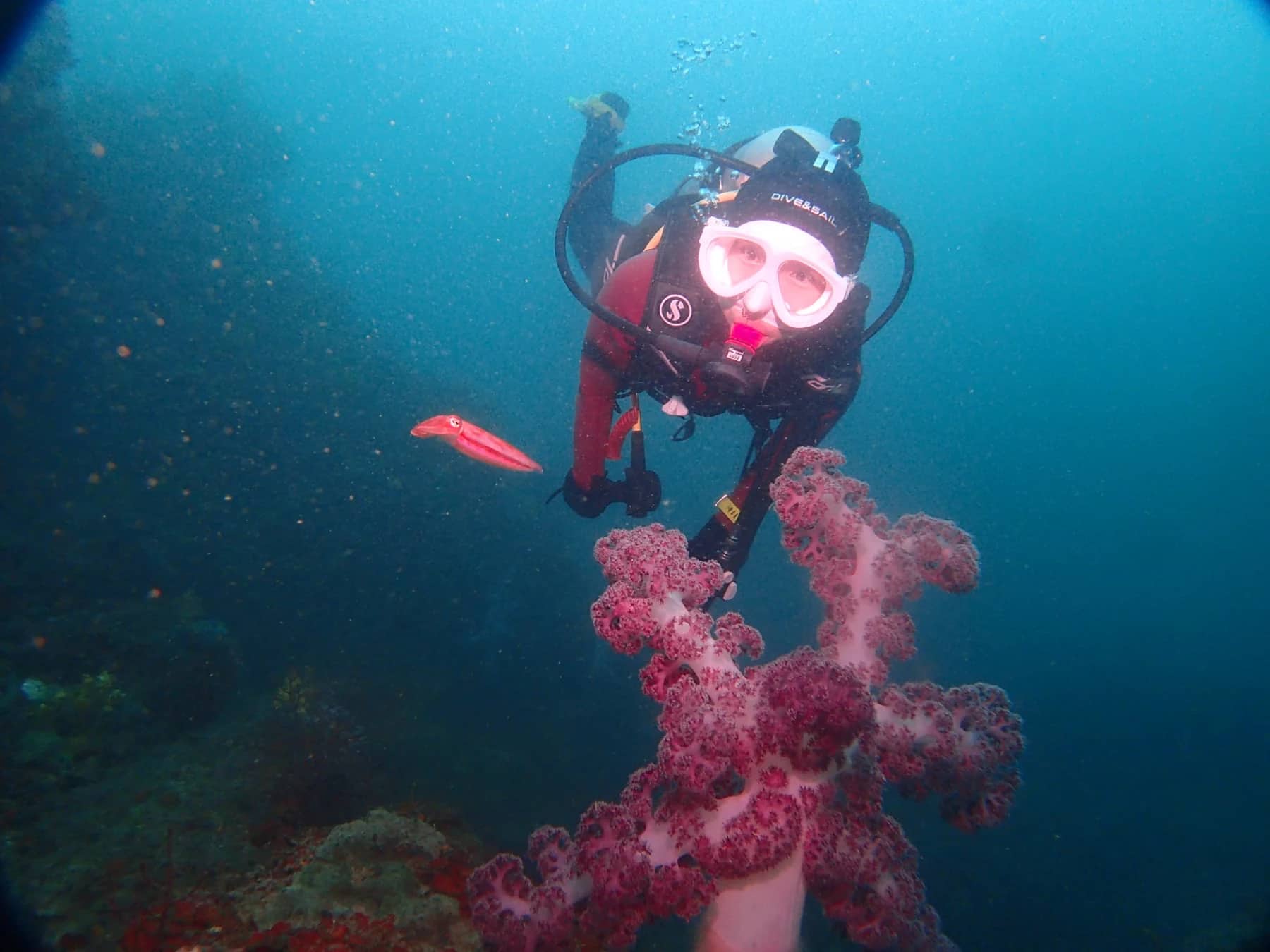 A scuba diver beside soft coral underwater near Munseom