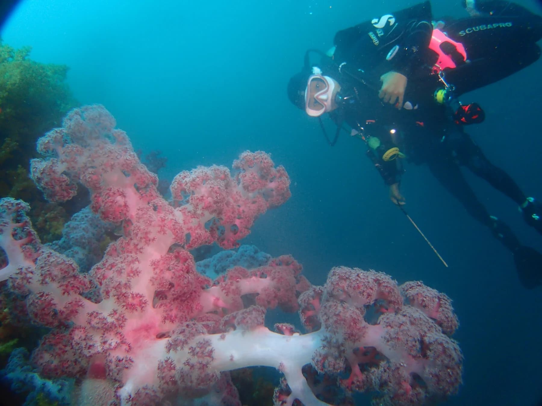 A scuba diver beside soft coral underwater near Munseom