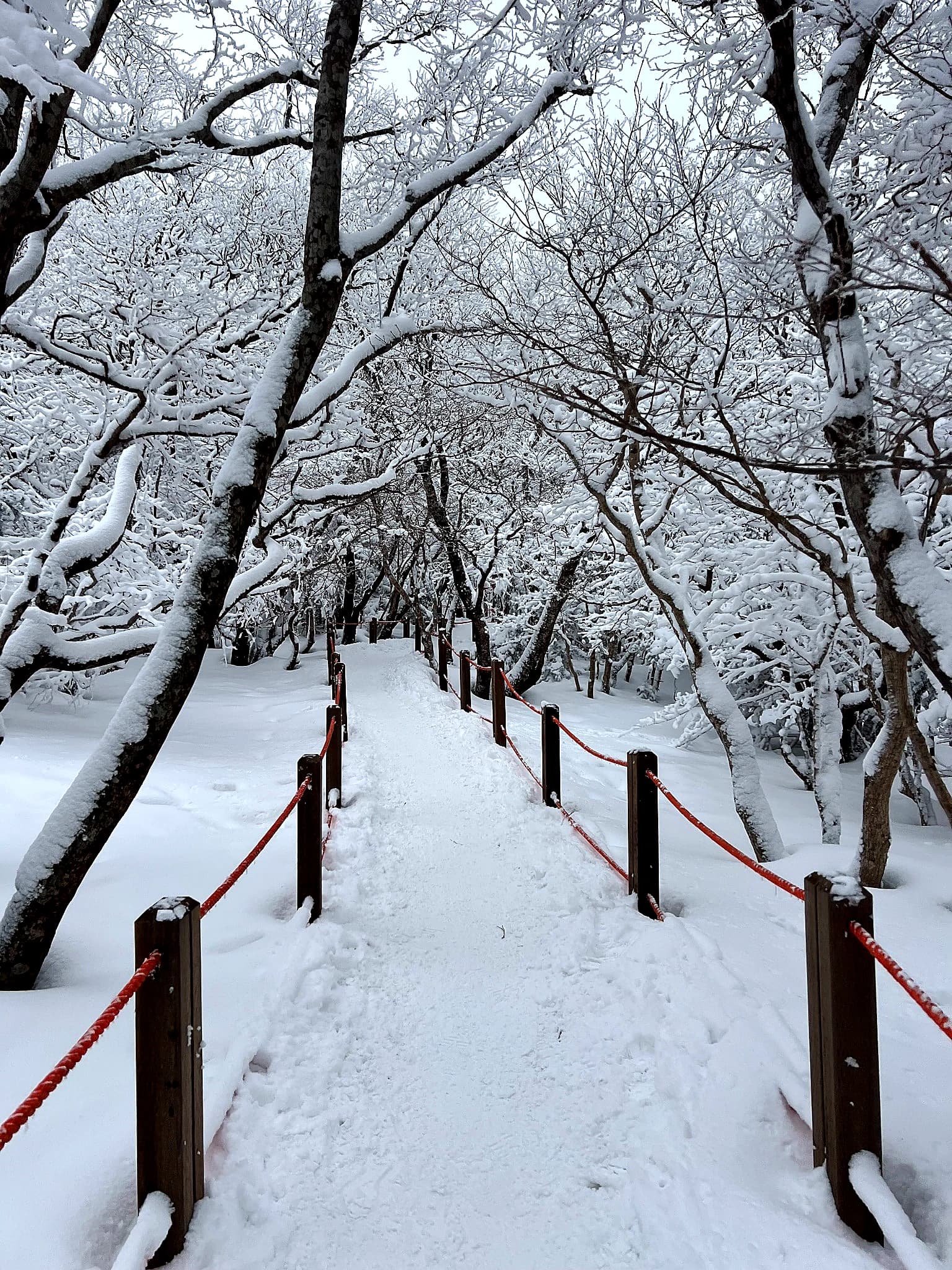 A snow-covered winter trail through the forest at Eoseungsaengak