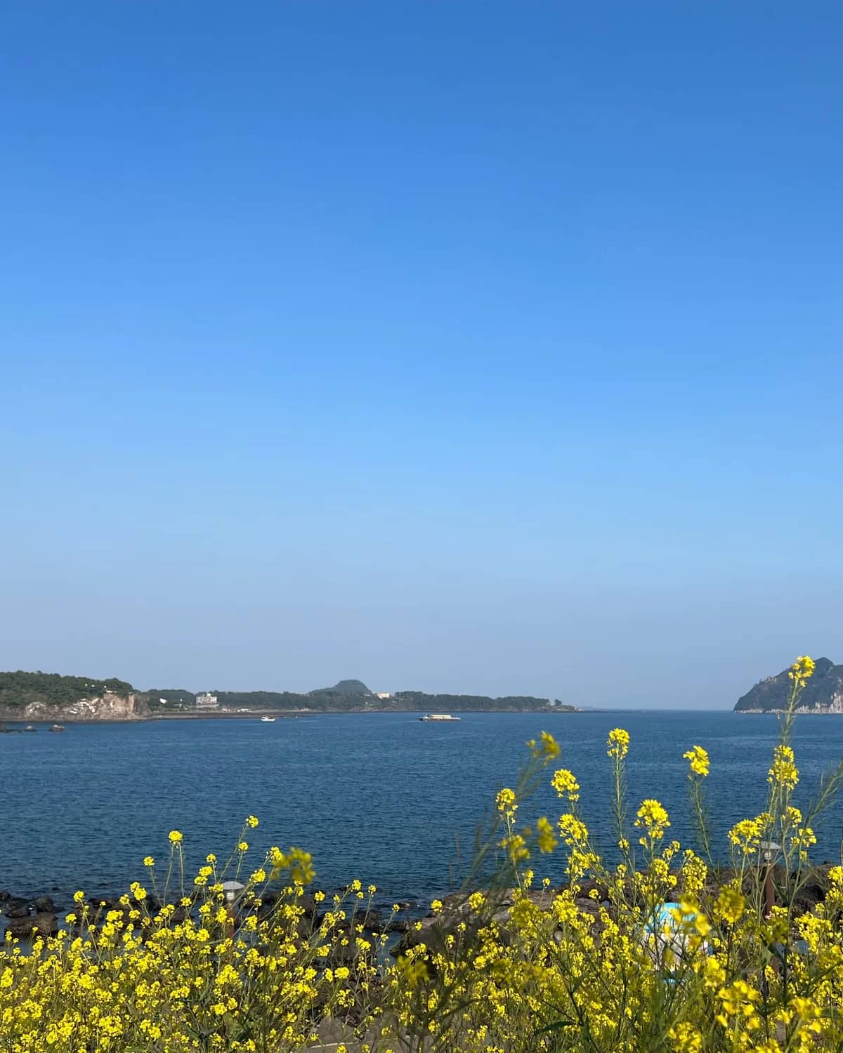 Yellow flowers and Munseom beyond the blue sea on the Seogwipo coast