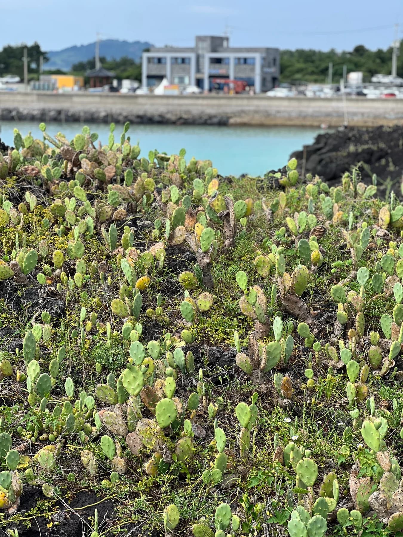 Wollyeong Port seen beyond the Jeju Wollyeong-ri Cactus Colony