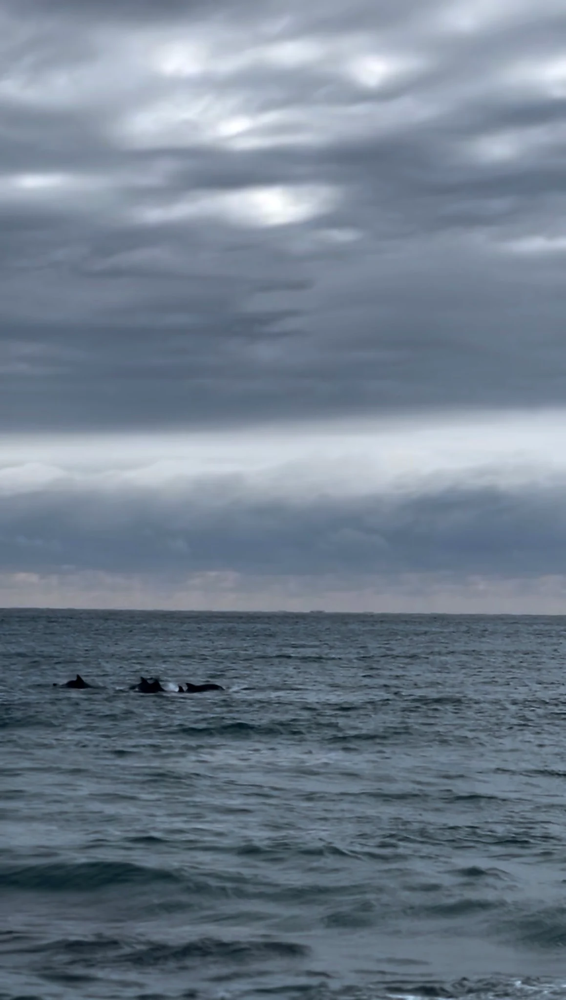 A video still of wild Indo-Pacific bottlenose dolphins moving through the sea on an overcast day