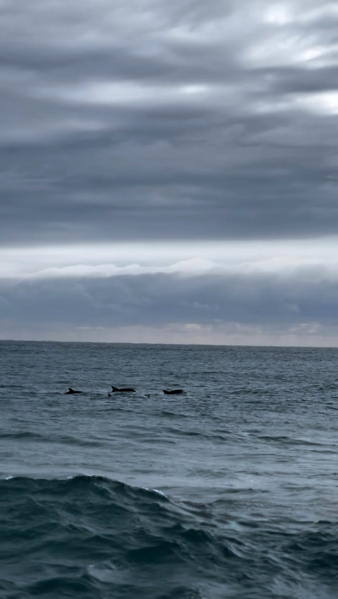 An enlarged video still showing dorsal fins surfacing between waves