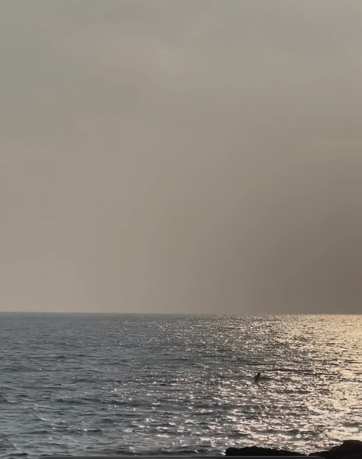 A video still of a dolphin briefly rising above the sunset sea