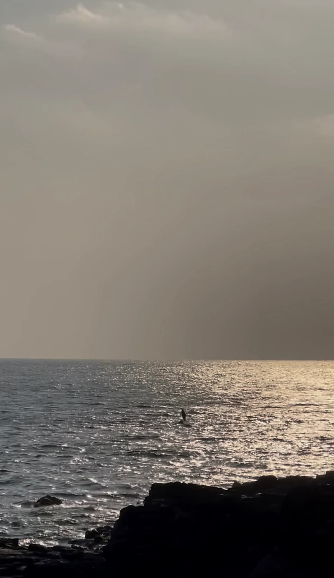A closer video frame of a dolphin surfacing in golden evening light